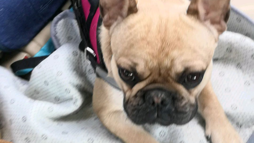 游玩结束后的睡觉队